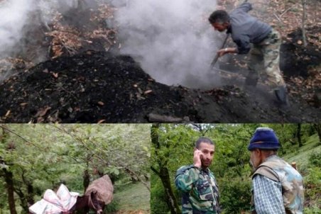 دستگیری عامل قطع ۵۰ اصله درخت جنگلی در آستارا