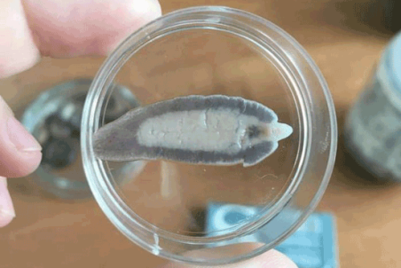 کرونا و فاسیولا هیچ ارتباطی با هم ندارند