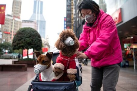 انتقال کرونا از سگ و گربه به انسان ثابت نشده است