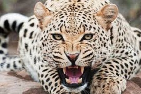 5 فقره حمله پلنگ به انسان و دام در بجنورد