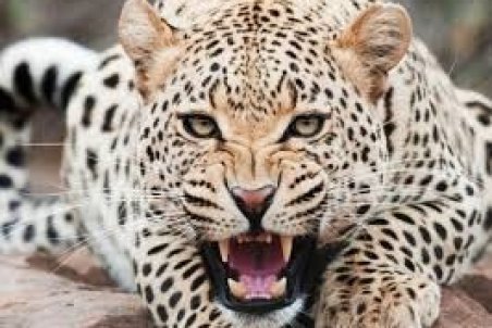 لحظه وحشتناک حمله غافلگیرانه پلنگ به کارگر کارواش!