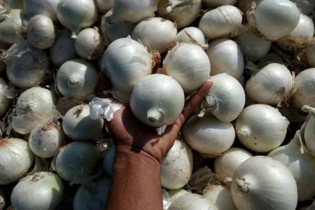 بازار پیاز، اشک کشاورزان را در آورد!/قیمت واقعی هر کیلو پیاز چند؟