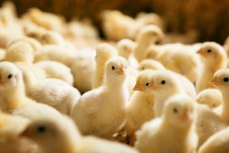 مبادله صادرات جوجه و تخم مرغ با ریال /برگشت ارز توجیه اقتصادی ندارد