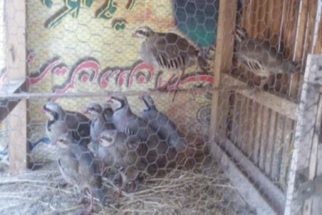 دستگیری شکارچی سابقه دار کبک در رودسر/ ۵۰ تله صید کبک کشف شد