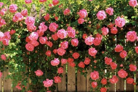 بوییدن کدام گل‌ها خاصیت درمانی دارد؟