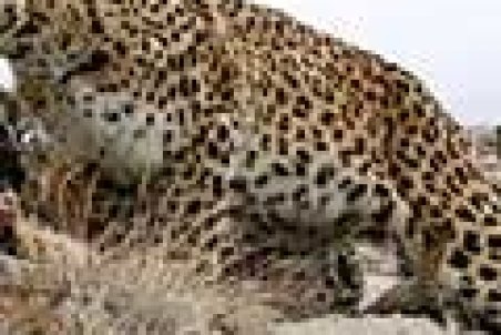 ماجرای حمله پلنگ به گله گوسفندان در خرم‌آباد