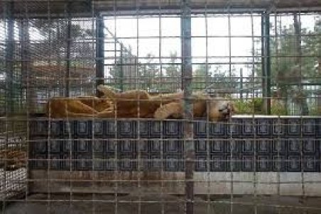 باغ های وحشی که بدون ارزیابی مجوز گرفتند/شرایط احداث باغ وحش چیست؟