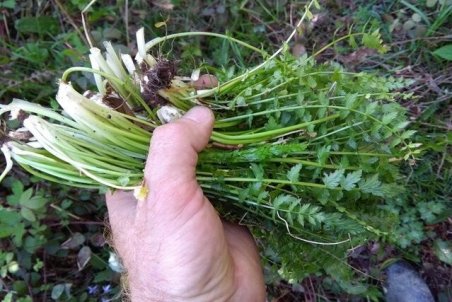 آیا انگل فاسیولا علائم کرونایی دارد؟