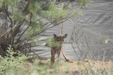 تولد اولین گوساله گوزن زرد ایرانی در خوزستان در سال ۹۹