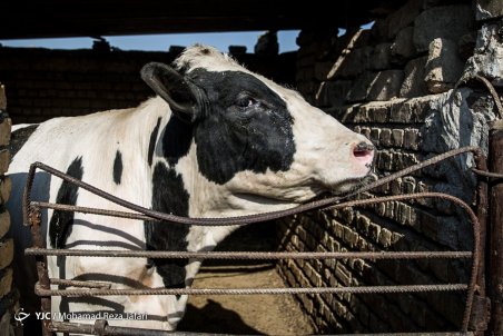 افت ۱۵ درصدی قیمت دام سبک در بازار