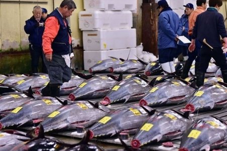 چرا تن ماهی گران شد؟