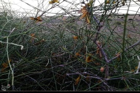 از شایعه تا واقعیت حمله ملخ‌ها به پردیس/ هیچ‌ آسیبی ‌‌به اراضی کشاورزی مشاهده نشد‌