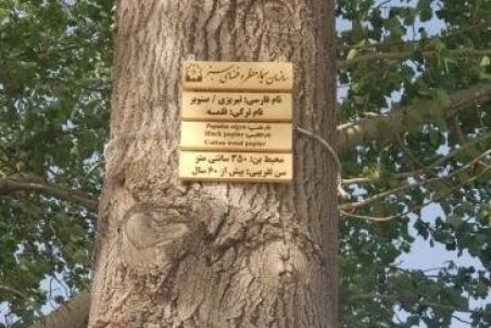لوح نوشته‌های درختان کهنسال ائل‌گلی تهیه و نصب شد
