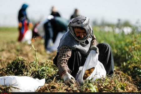 بزودی با انباشت سیب‌زمینی و پیاز روبه‌رو می‌شویم/ کشاورزان با کمبود کود و سم مواجه هستند