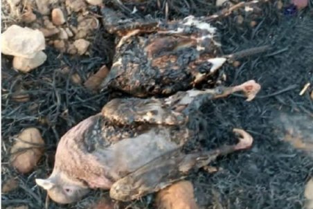 کهگیلویه و بویراحمد| تصاویر فضای مجازی ربطی به آتش سوزی ارتفاعات خاییز ندارد