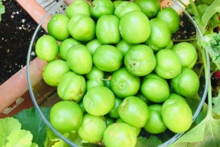 چه کسانی نباید گوجه سبز بخورند؟