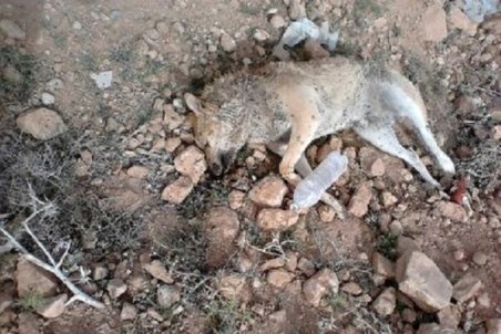 واکنش شهرداری گوراب زرمیخ به انتشار تصاویر سگ کشی