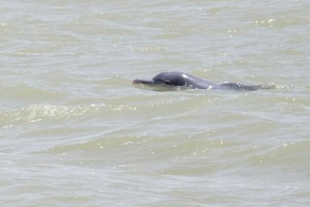 مشاهده سه دلفین گوژپشت بازیگوش در آب‌های آبادان