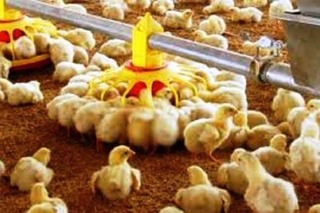 کاهش تقاضای خرید و مشکلات تامین نهاده، گریبانگیر صنعت طیور/ راهکار جبران زیان مرغداران چیست؟