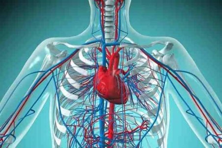 خوراکی‌های شگفت‌انگیز برای پاکسازی رگ‌های بدن