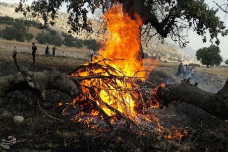 هیچ‌کدام از گونه‌های جانوری خائیز در آتش‌سوزی اخیر تلف نش