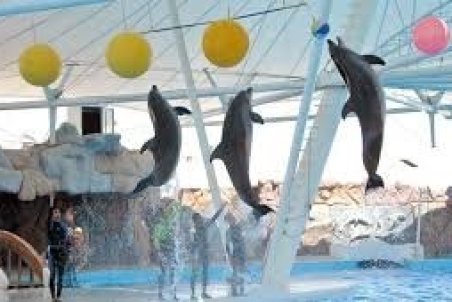 ماجرای تصاویر پخش شده درباره دلفین های کیش چه بود؟