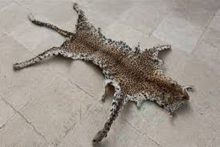 شکارچی پلنگ گیلان شکار شد