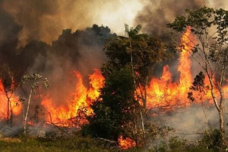 اطلاعات غلط برخی کشاورزان آتش به جان جنگل‌های خوزستان زد