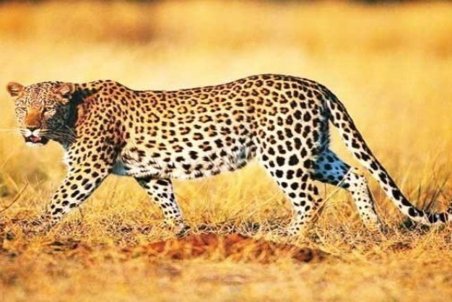 گشت و گذار پلنگ ایرانی در جنگل‌های مازندران