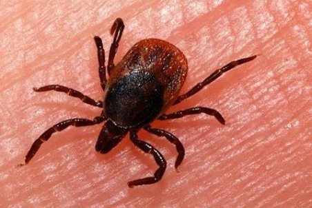 هشدار در مورد شیوع تب خونریزی ‌دهنده کریمه کنگو در فصل گرما