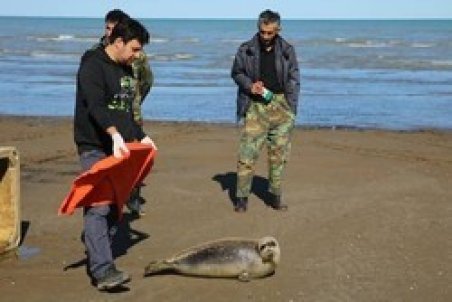 نجات فوک خزری در بابلسر