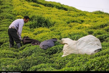 استقبال مردم از خرید چای ایرانی؛ ۶۰ درصد مطالبات چای‌کاران پرداخت شد