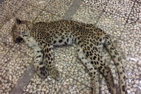 ۲ شکارچی پلنگ و مرال در گیلان دستگیر شدند