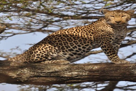 ادعای کشته و زخمی شدن دو پلنگ در هاله ای از ابهام