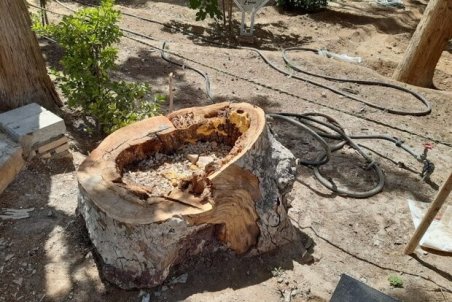 معمای قطع مخفیانه درخت ۲۰۰ ساله باغ تاریخی و جهانی فین کاشان