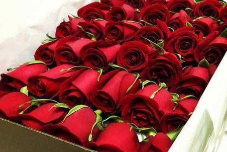 ارز آوری ۴۰ میلیون دلاری گیاهان زینتی/تولید ۲۵ درصد افزایش یافت