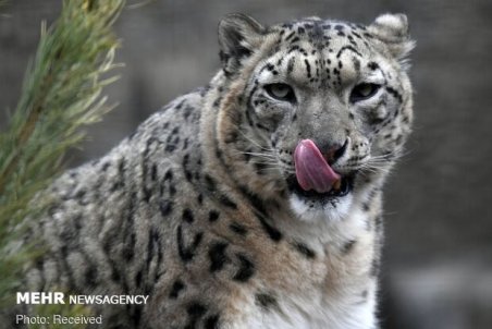 مدارکی دال بر شکار پلنگ در رامسر پیدا نشد