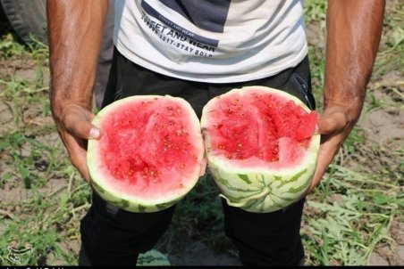 هندوانه با طعم تلخ گرانی؛ «صادرات» متهم گرانی هندوانه در بازار داخلی