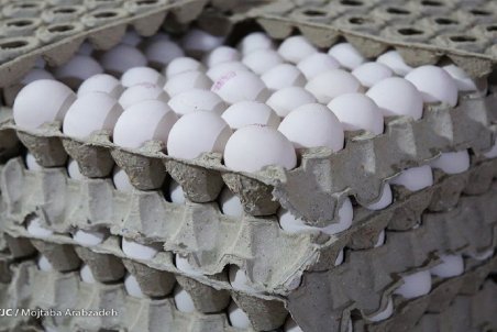 علت افزایش قیمت تخم‌مرغ چیست؟ / مدیریت صادرات تخم‌مرغ برای تنظیم بازار داخلی