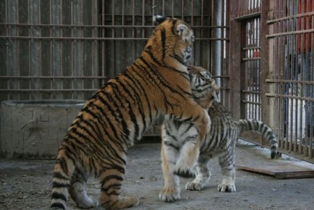 ‌مشکلات ژنتیکی شیر سفید باغ وحش هویزه را به کام مرگ کشاند