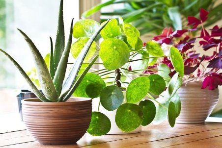 ۵ دلیل برای نگهداری گیاه در خانه