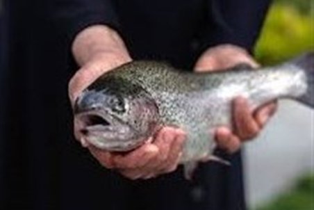 ماهی با تصمیم ستاد تنظیم بازار خرید حمایتی می‌شود