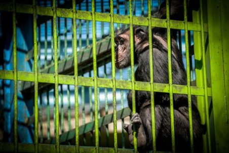 واکنش محیط زیست به انتقادات از مکان نگهداری شامپانزه‌های باغ وحش ارم