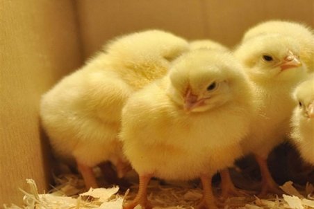 قیمت جوجه یک روزه ۲۸۰۰ تومان اعلام شد