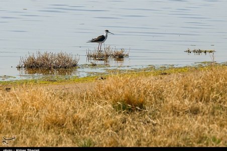۴ دغدغه محیط‌زیستی استان البرز پیگیری جدی می‌شود؛ وعده‌‌ها برای تامین حق‌آبه تالاب صالحیه