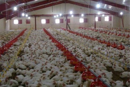 خوراندن تریاک به مرغ‌ها شایعه است/ عده‌ای دنبال تشویش اذهان عمومی هستند