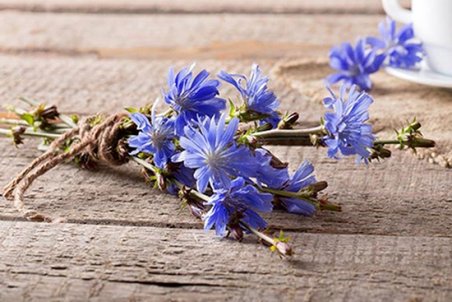 فرزند زیبا می‌خواهید؟ کاسنی بخورید