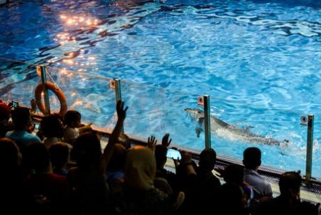 شیوع کرونا، علت تعویق در انتقال گونه‌های دلفیناریوم برج میلاد