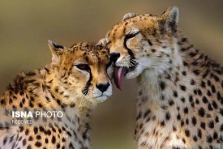 یوزپلنگ آسیایی بعد 40 سال به صیدوا برمی‌گردد؟