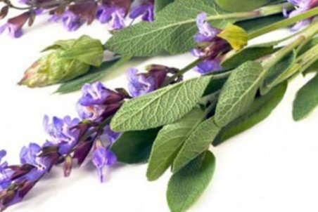 معجزه‌ای به نام گیاه مریم گلی؛ از تقویت حافظه تا ضدعفونی خانه